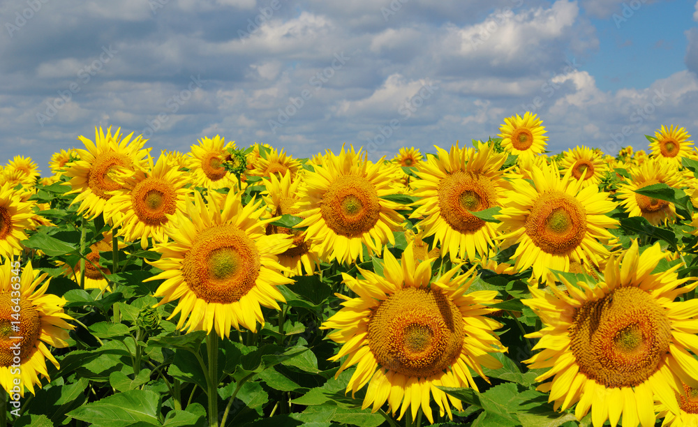 field of blooming sunflowers field of blooming sunflowers