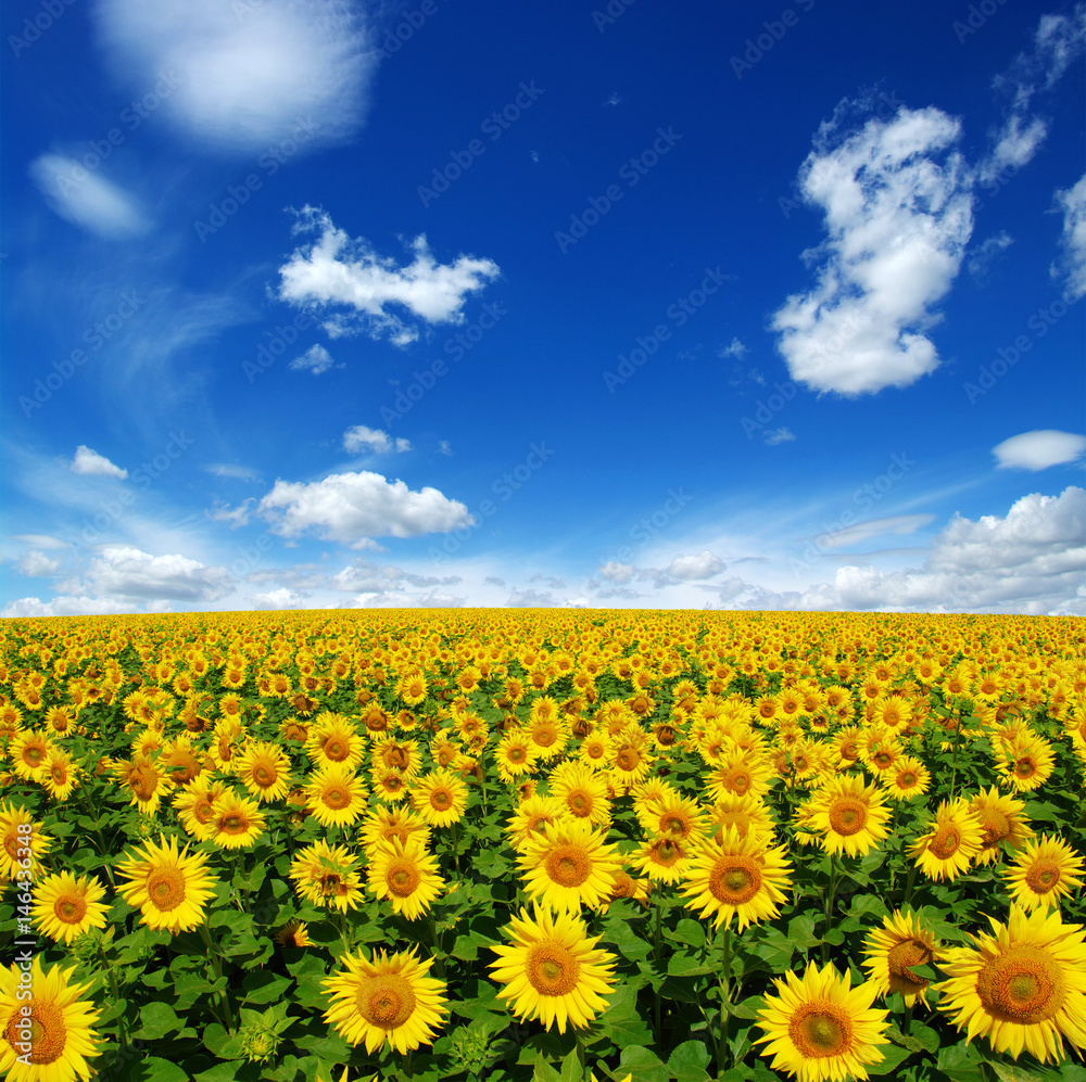 Obraz premium field of blooming sunflowers