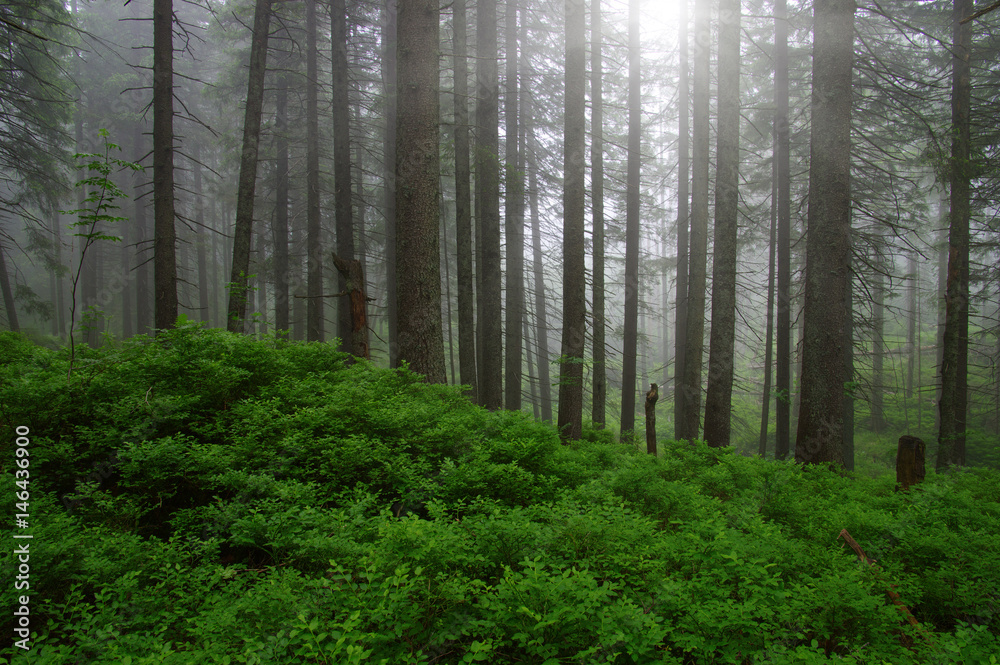 Fototapeta premium Trees in forest