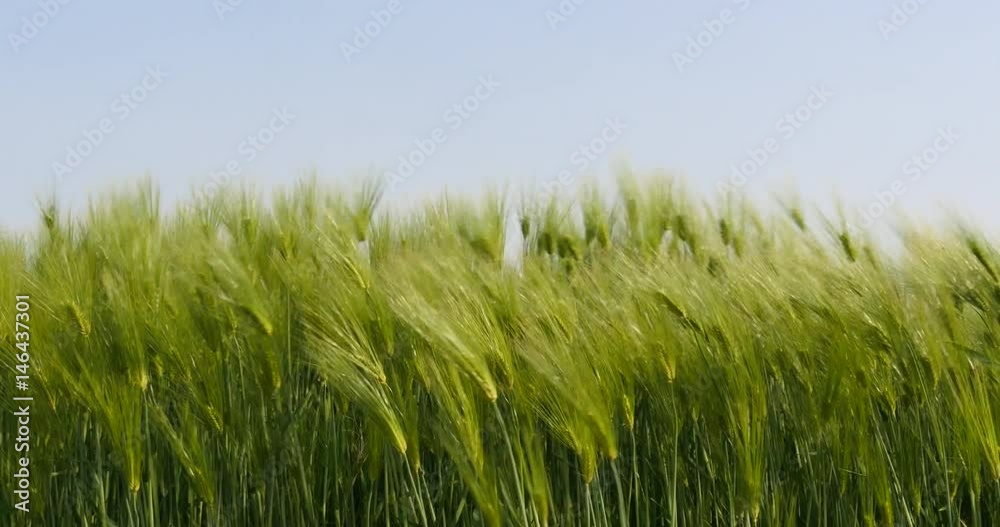 Wind with Green barley in a field