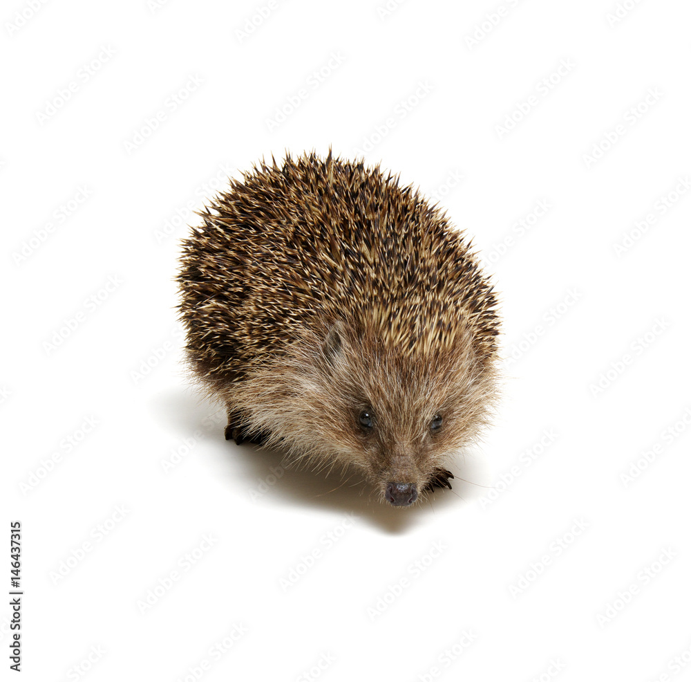 Hedgehog isolated on white Hedgehog isolated on white