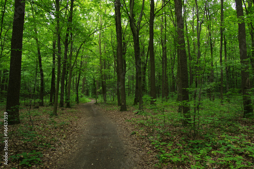 Trees in green forest