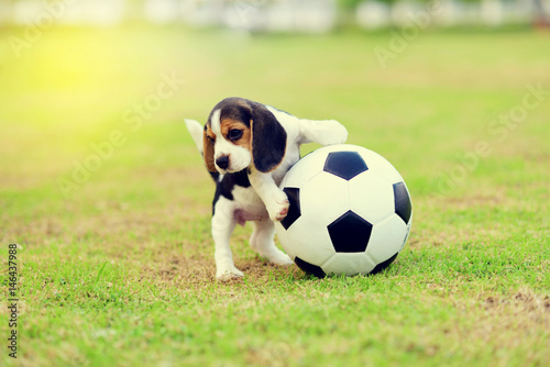 Young cute Beagle playing football   © jarun011