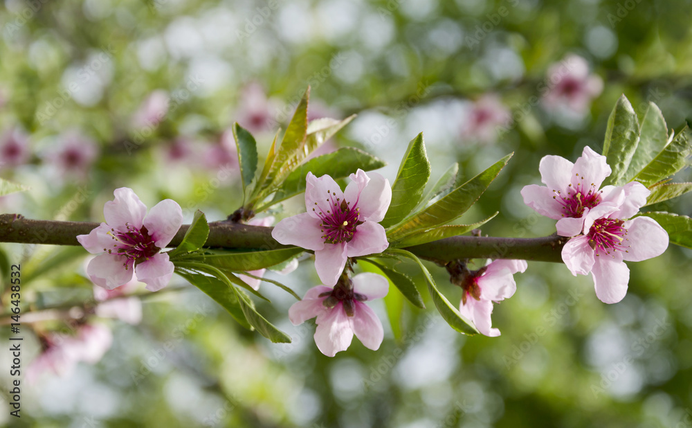 Obraz premium Flowering of fruit tree
