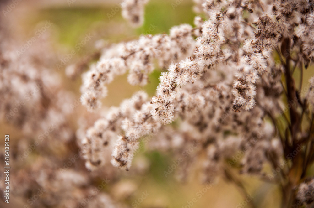 Fototapeta premium A branch with seeds