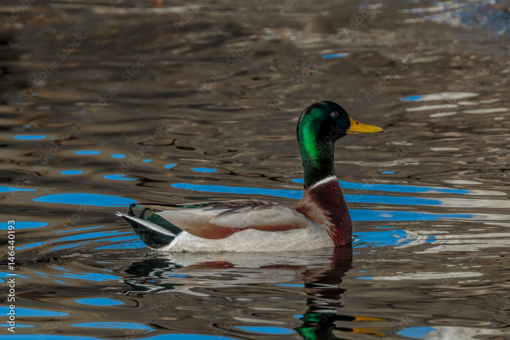 Fototapeta premium Drake Mallard Duck with sky reflections