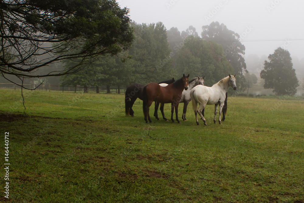 horses in Natal Midlands horses in Natal Midlands