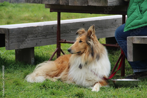 Rough Collie relaxing in the park by the bench