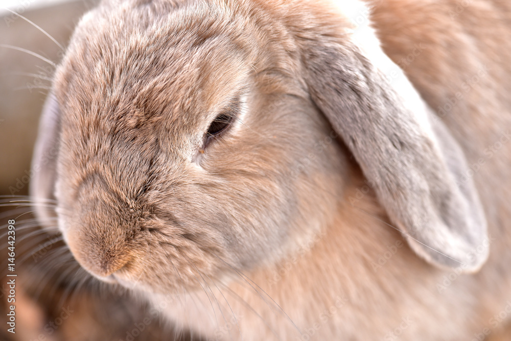 Obraz premium ウサギ