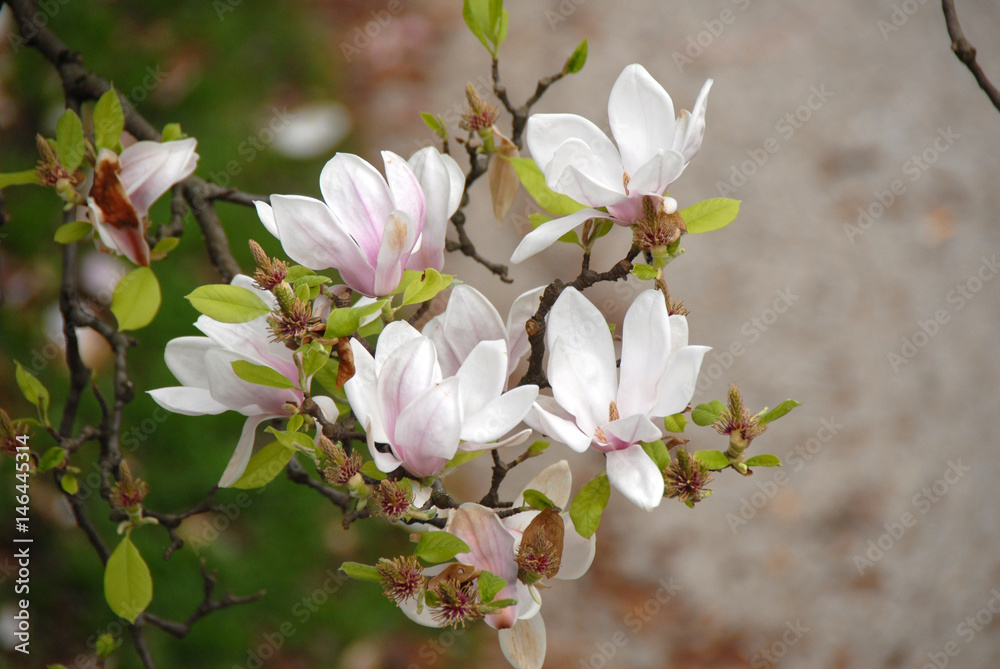 Obraz premium Blooming tree