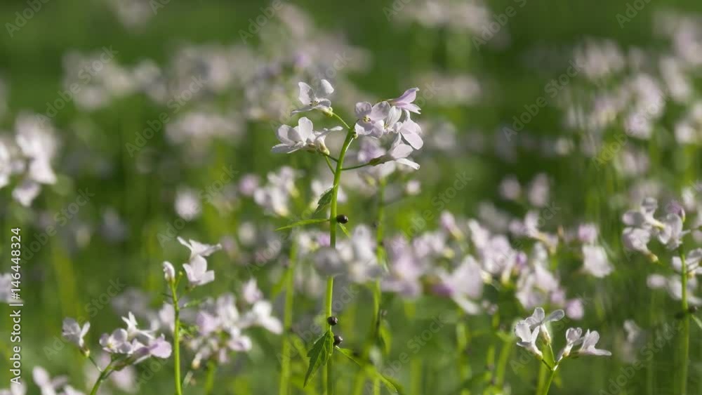 Bright green field with white flowers Bright green field with white flowers