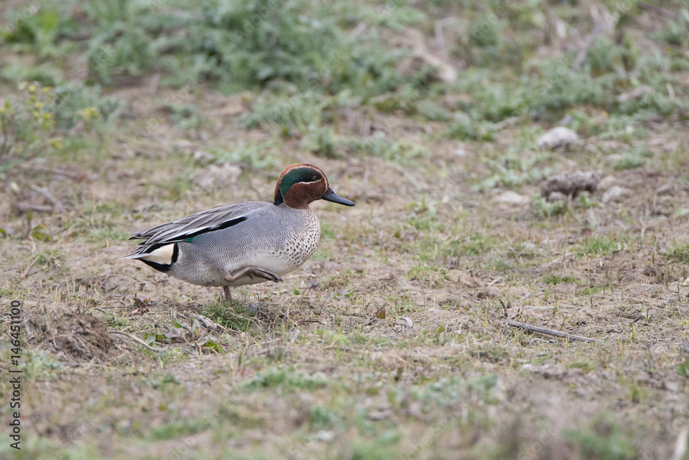 Male Teal Male Teal