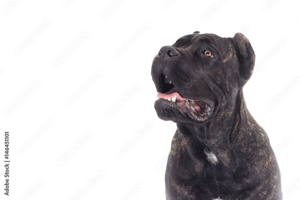 Portrait of a cane corso dog on a white background Portrait of a cane corso dog on a white background