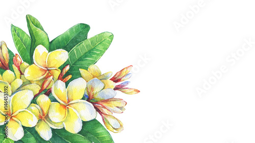 Illustration of tropical resort flowers frangipani (plumeria). Hand drawn watercolor painting on white background.
 photo