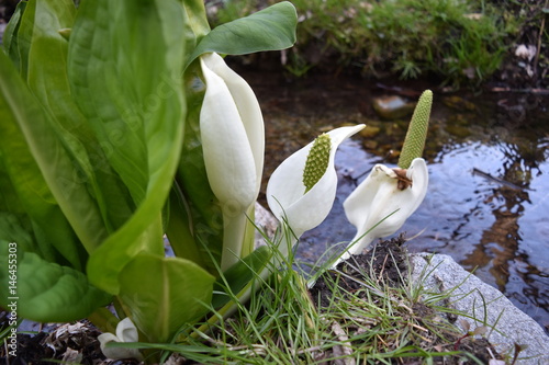 Asian skunk cabbage photo