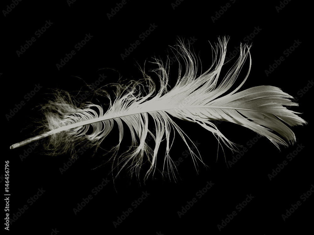 Obraz premium fjäder