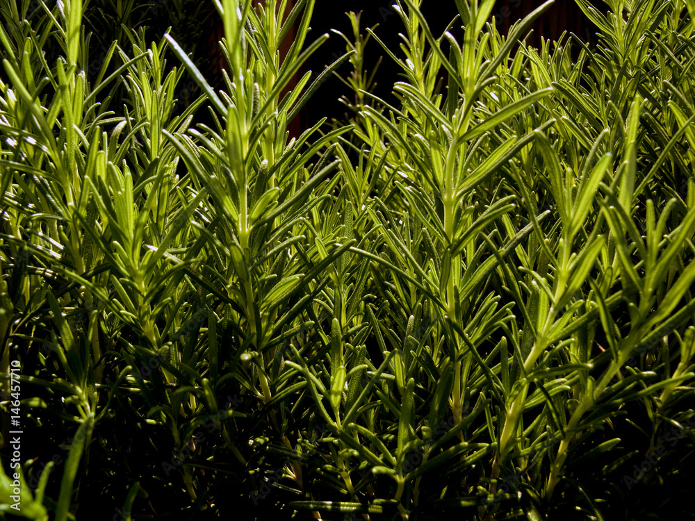 Obraz premium krydda