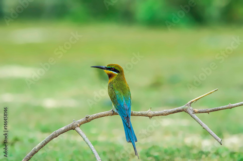  Blue-tailed Bee-eater