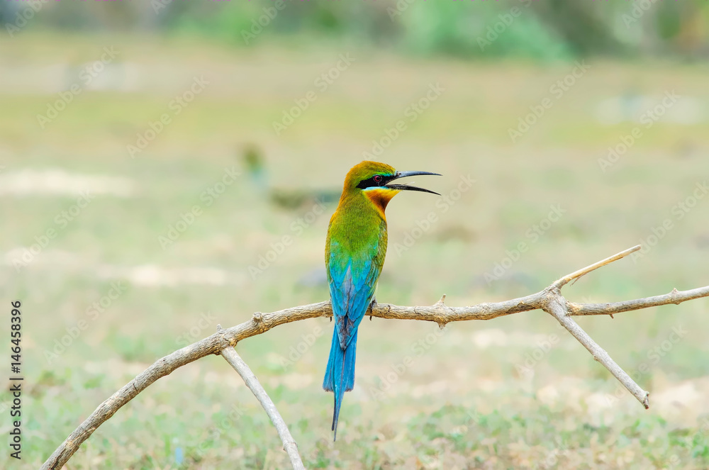 Fototapeta premium Blue-tailed Bee-eater