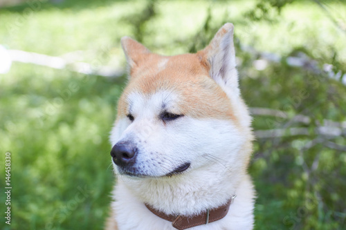 Akita portrait