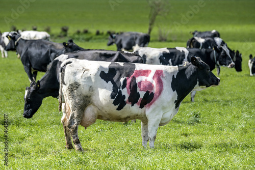 Holstein Frieser cow with a red ecology mark