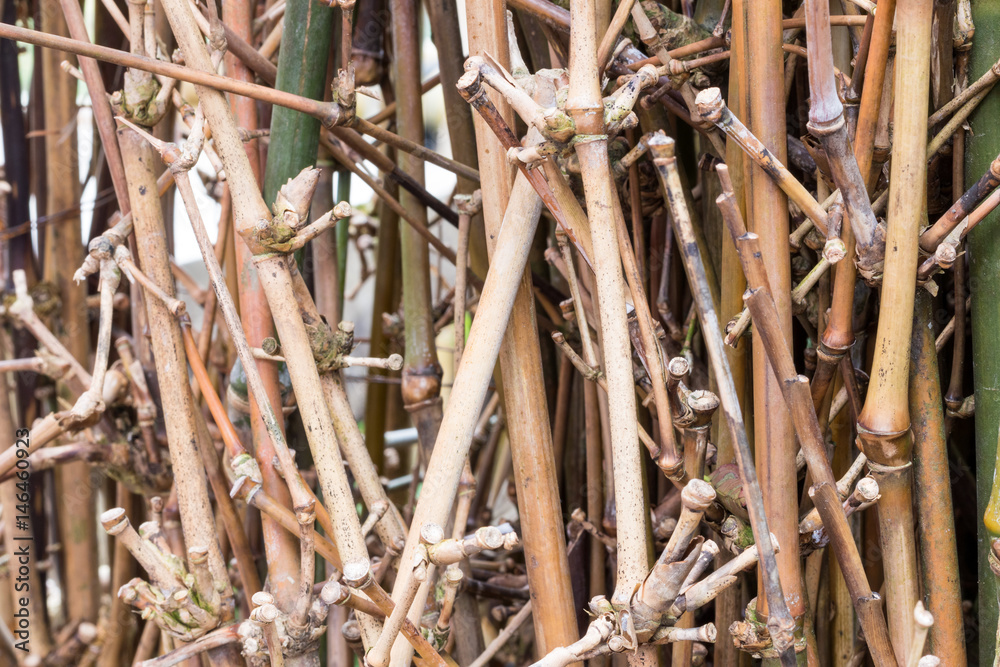 Dry branches, natural wood background, pattern. Dry branches, natural wood background, pattern.