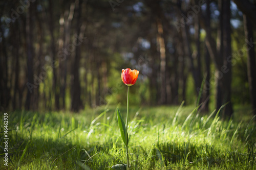 Fototapeta Naklejka Na Ścianę i Meble -  Alone tulip in the sunny spring day with pine forest background