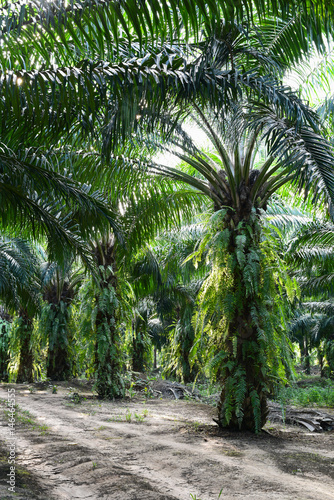 oil palm trees in plantation  elaeis guineensis 