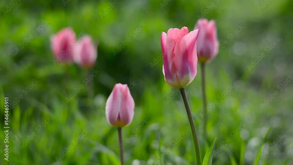 Pink tulips swaying in the wind, lighting effects. Pink tulips swaying in the wind, lighting effects.
