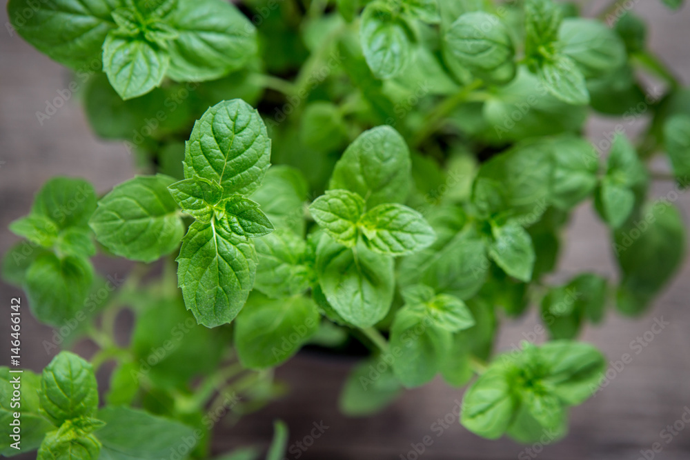 Pedilanthus Tithymaloides, Nana, Green Devil's Backbone or Mint  .