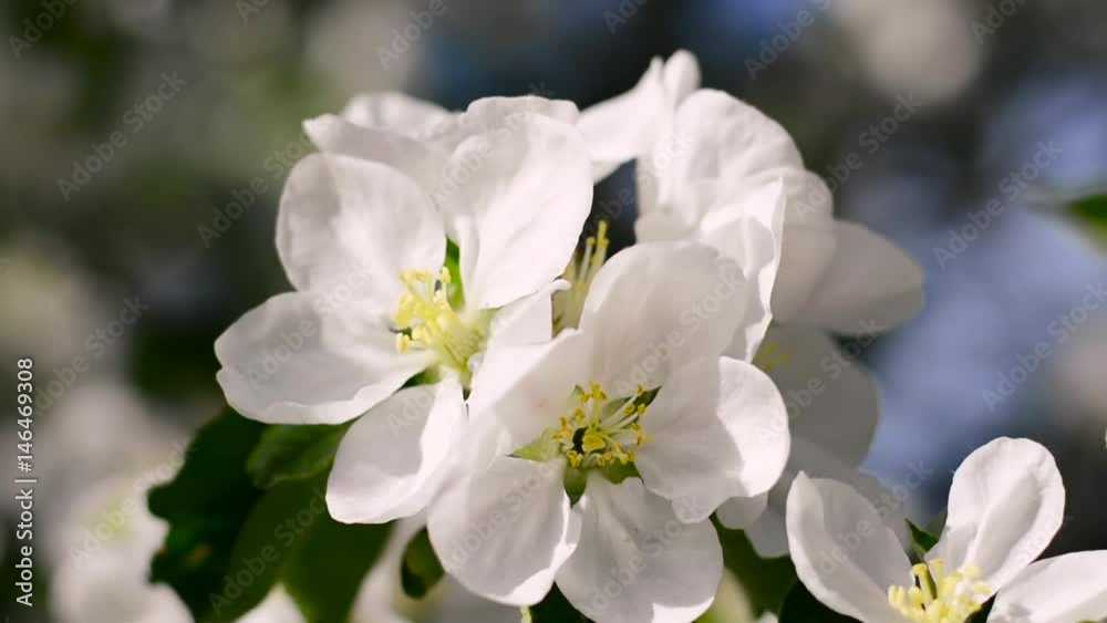 A flowering apple tree branch swings in the spring A flowering apple tree branch swings in the spring