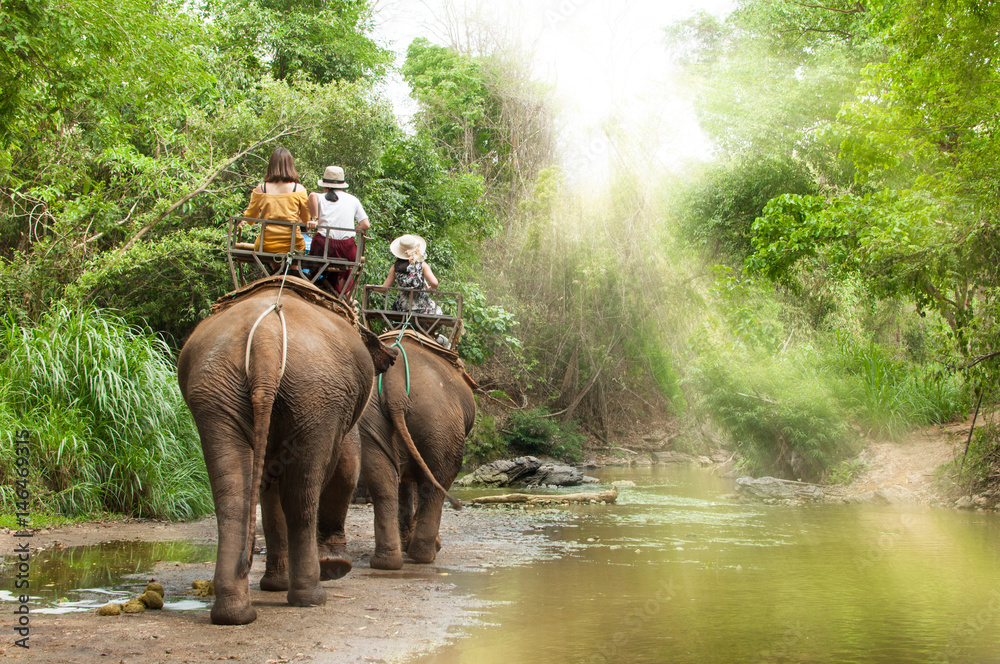 Fototapeta premium Group tourists to ride on elephant in forest chiang mai, northern Thailand