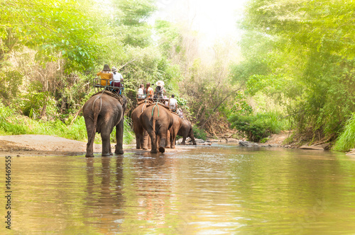 Group tourists to ride on elephant in forest chiang mai, northern Thailand