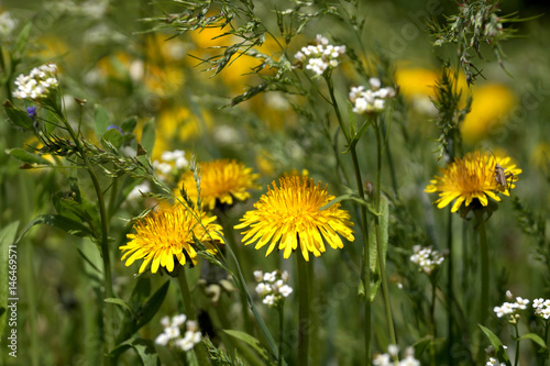 The blossoming flowers of dandelions