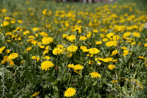 The blossoming flowers of dandelions