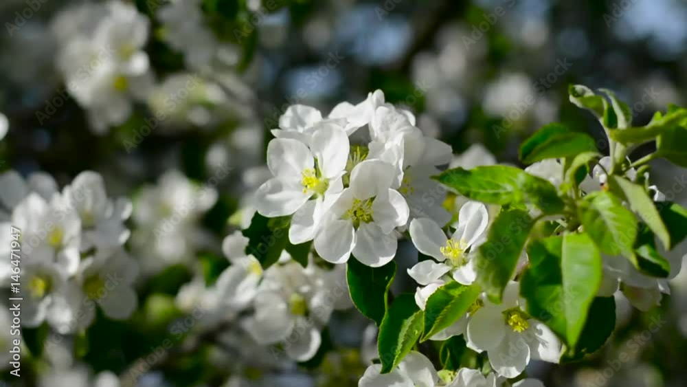 A flowering apple tree branch swings in the spring A flowering apple tree branch swings in the spring