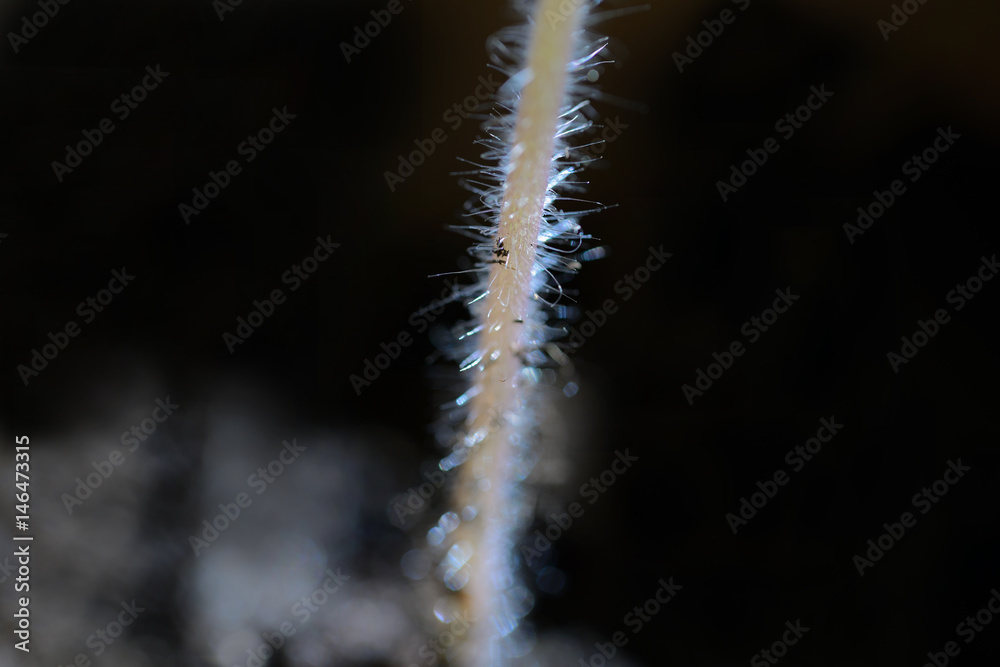 Fototapeta premium planta, tomat, närbild