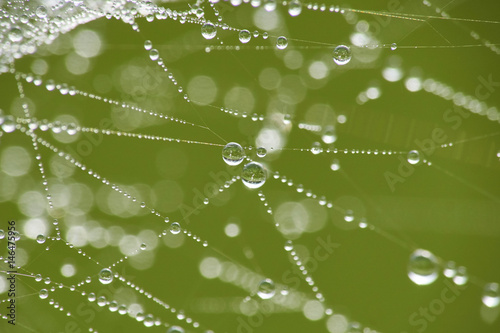 Spinnennetz im Morgentau mit Wassertropfen