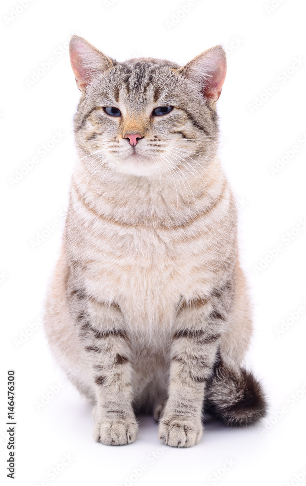 Cat on a white background Cat on a white background