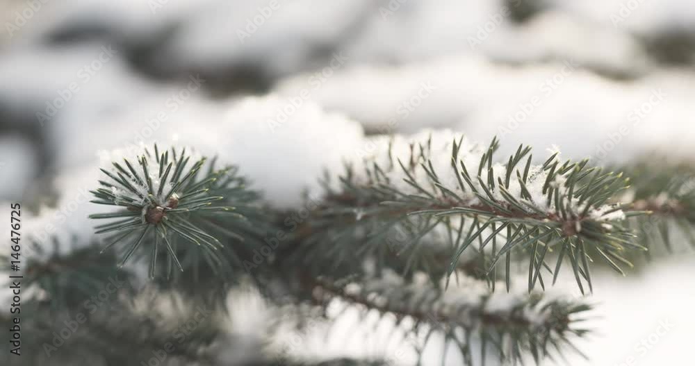 Slow motion fir branches in morning snowfall with sunlight slide back, 4k 60fps prores footage Slow motion fir branches in morning snowfall with sunlight slide back, 4k 60fps prores footage