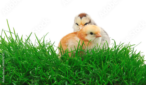 Chickens in grass.