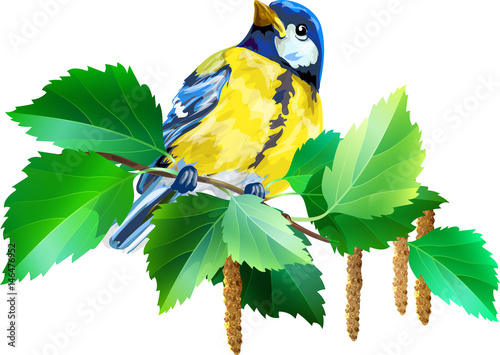 Tit on the birch branch