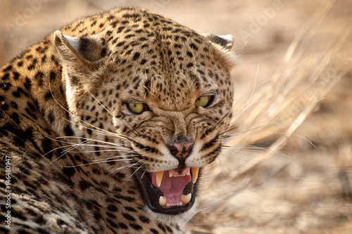 Leopard, Naankuse, Namibia