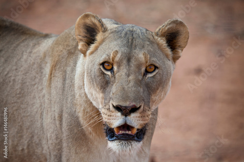 Lioness  Naankuse  Namibia