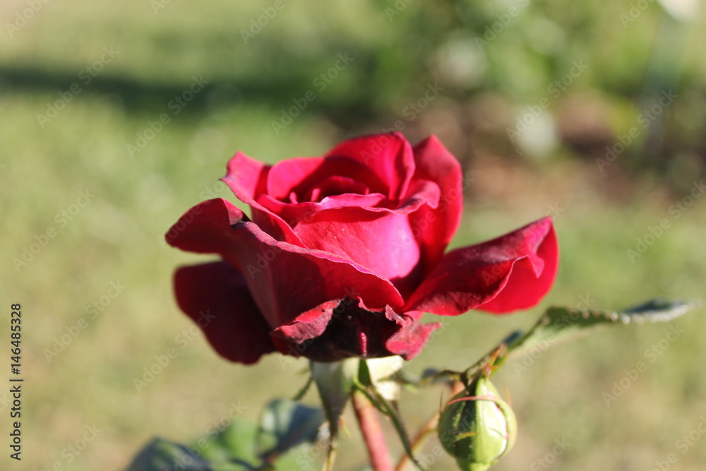Rosa rossa Bellevue Kordes 2006 (GER) Rosa rossa Bellevue Kordes 2006 (GER)