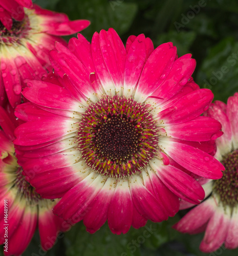 Gerbera Daisy after Rain