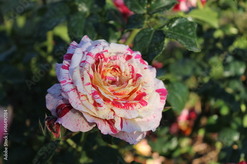 Billede på lærred Rosa bianca striata rossa Abracadabra Kordes 2004(GER)