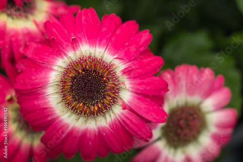 Gerbera Daisy after Rain