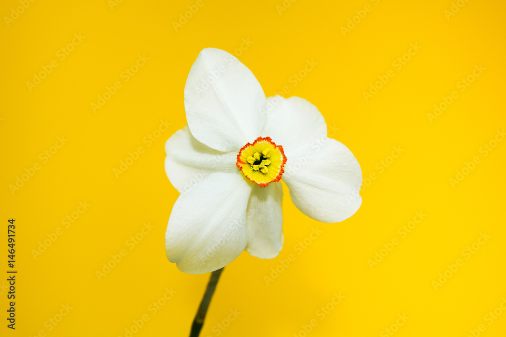Bright white narcissus on a yellow background, close-up, concept. (daffodil)
