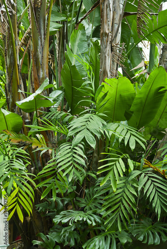 Fototapeta Naklejka Na Ścianę i Meble -  Lush green jungle background